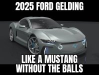 Ford gelding .jpg