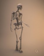 female_skeleton_by_qwertzus_d3917yz-fullview.jpg