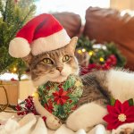 RusticChristmas-CatModel-Bandana_PetSantaHat_2000x.jpg