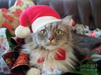 grey-and-white-long-haired-cat-in-a-santa-hat-at-christmas-louise-heusinkveld.jpg