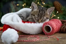 cat-christmas-1.webp