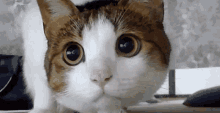 cat-кот.gif