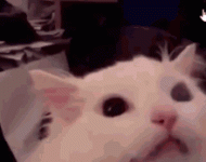 thurston-waffles-meow.gif