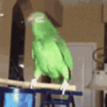 bird.gif