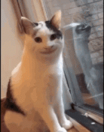 smiling-cat-creepy-cat.gif