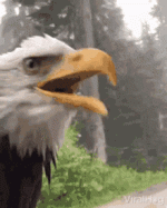 eagles-bald-eagle.gif