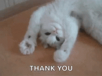 funny-thank-you-cute-cat-sa4ikvlzc28sopj5.gif