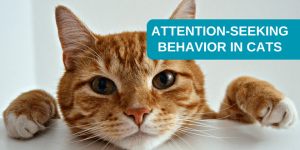 attention-seeking-behavior-in-cats.png