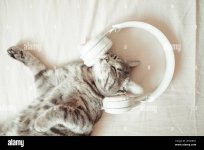 adorable-tabby-kitten-lies-with-white-wireless-headphones-on-the-bed-the-cat-sleeps-on-the-sof...jpg